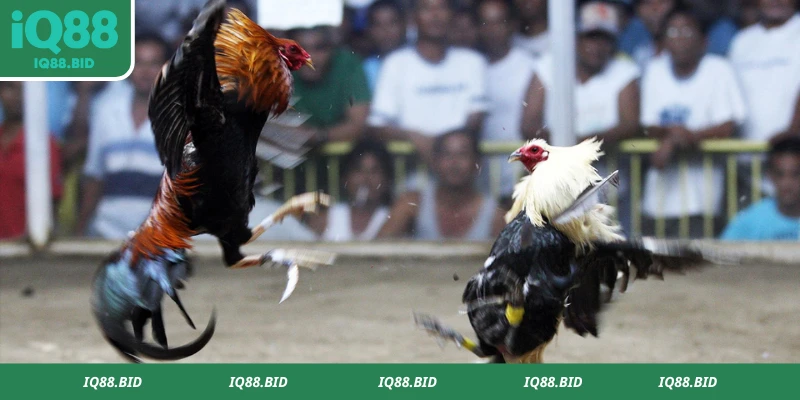 Đá Gà Cựa Dao