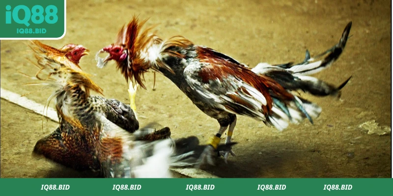 Chi tiết quy tắc chọi gà cựa dao