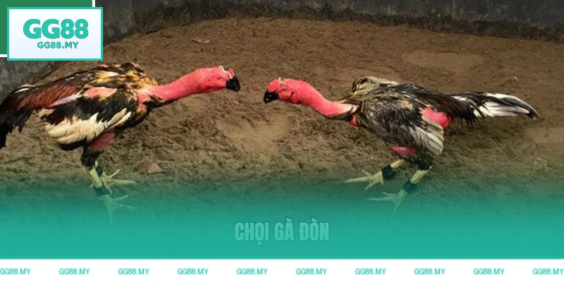 Đá gà đòn thiên về lối chọi truyền thống