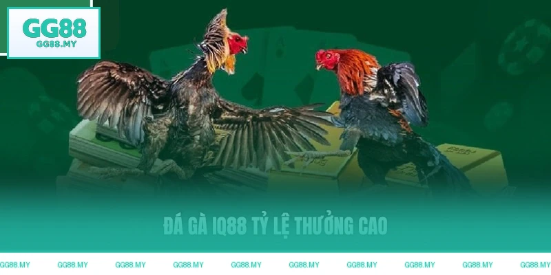 Đá gà GG88 tỷ lệ thưởng cao