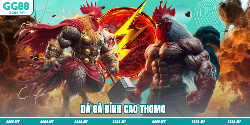 Đá gà đỉnh cao Thomo 