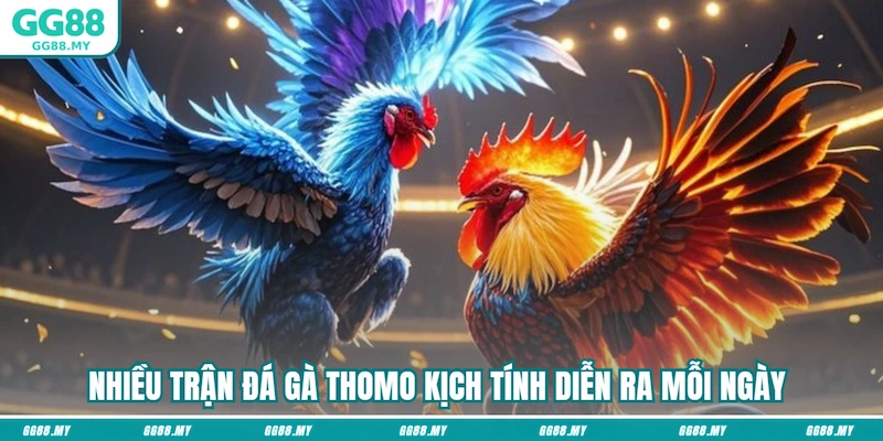 Nhiều trận đá gà Thomo kịch tính diễn ra mỗi ngày 